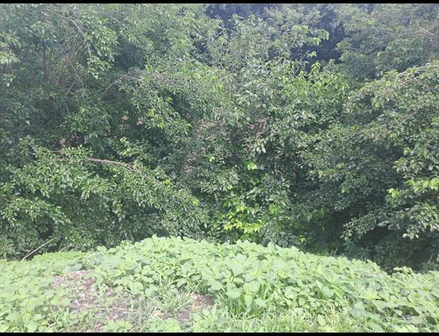 90,483M² FARM FOR SALE IN RISIVILLE